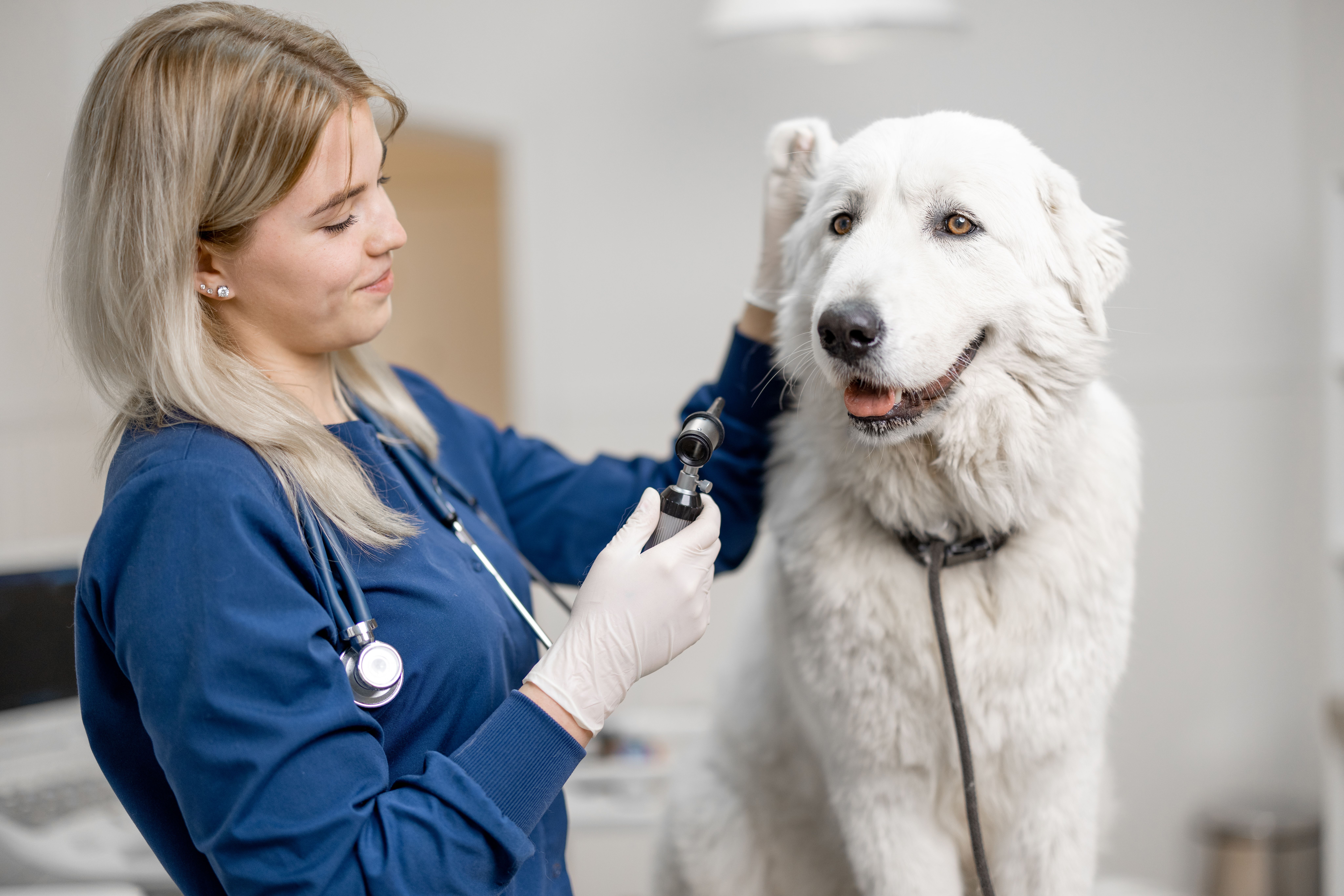 Пациент ветеринара. Ветеринар фото профессии шелти. Ветеринар держит на руках собаку. Animal Doctor.