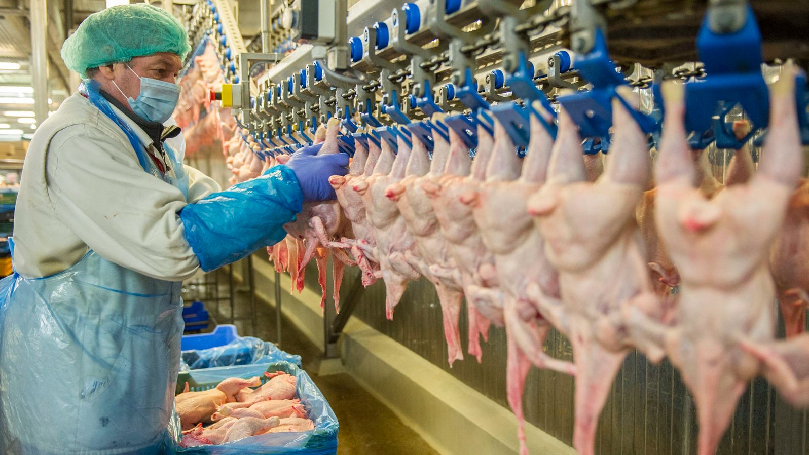 Szentes, 2013. július 25.Csirkéket pakol a Hungerit Zrt. egyik dolgozója a szállítószalagra a cég szentesi üzemében 2013. július 25-én. Ezen a napon a sajtó képviselőinek rendeztek sajtótájékoztatóval egybekötött üzembejárást a Hungerit szentesi központjába. Az 1650 főt foglalkoztató cég évente 110 ezer tonna takarmányt állít elő, 63 ezer tonna szárnyast dolgoz föl, éves árbevétele idén elérheti a 43 milliárd forintot.MTI Fotó: Rosta Tibor