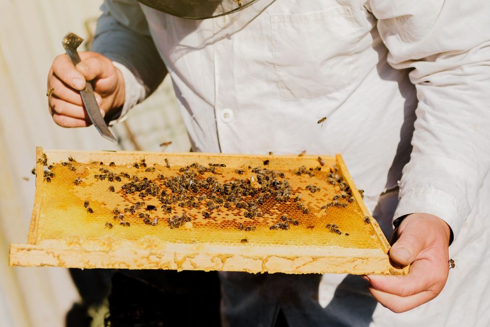 The,Beekeeper,Holds,A,Frame,With,Honey,,And,Bees.,Close-up