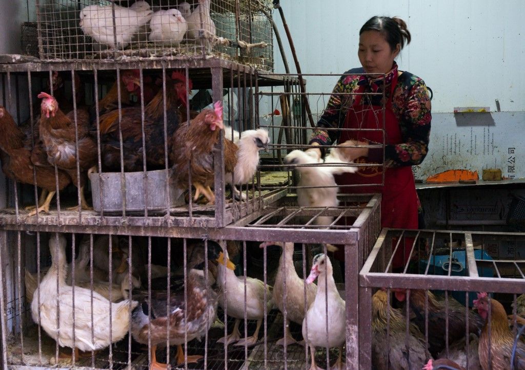 CHINA - WOMAN SELLING LIVE CHICKENS AND DUCKS IN CAGES AT A FOOD MARKET - LANZHOU