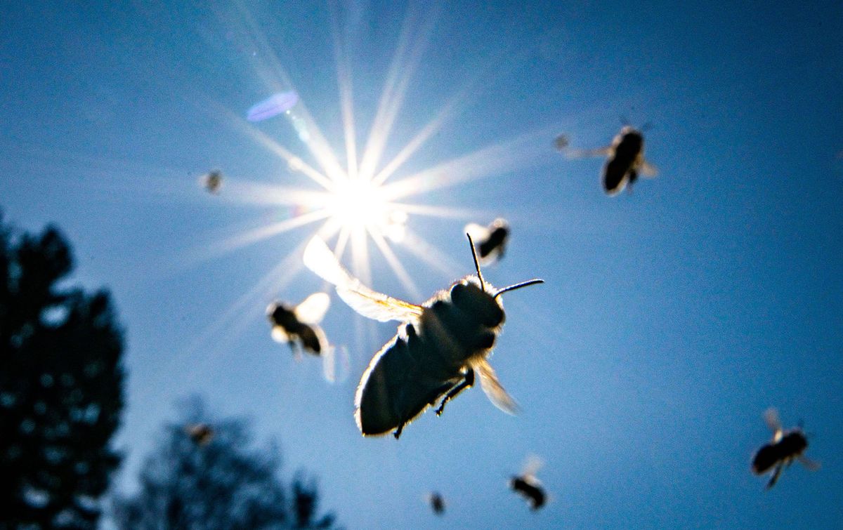 08 March 2022, Hessen, Frankfurt/Main: Bees return to their hive on Frannkfurt's Lohrberg in bright sunshine and blue skies. Photo: Frank Rumpenhorst/dpa (Photo by FRANK RUMPENHORST / DPA / dpa Picture-Alliance via AFP)