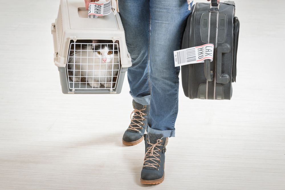Cat,In,The,Airline,Cargo,Pet,Carrier,Waiting,At,The