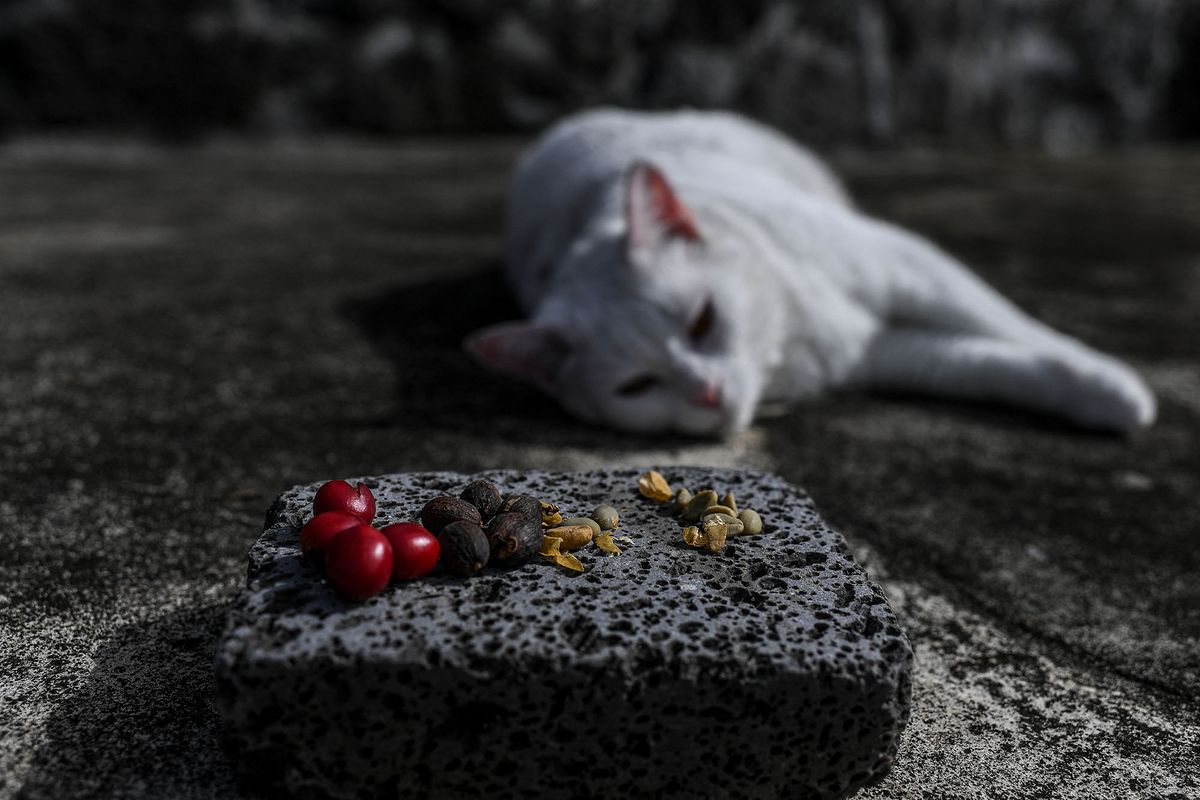 A cat rests next to raw and roasted coffee beans at a coffee plantation at Faja dos Vimes, on Sao Jorge island,  Azores, on March 28, 2022. - Mario and his family grow a small coffee plantation which is the oldest in the Azores archipelago, one of the rare locations in Europe where coffee is cultivated. (Photo by PATRICIA DE MELO MOREIRA / AFP)