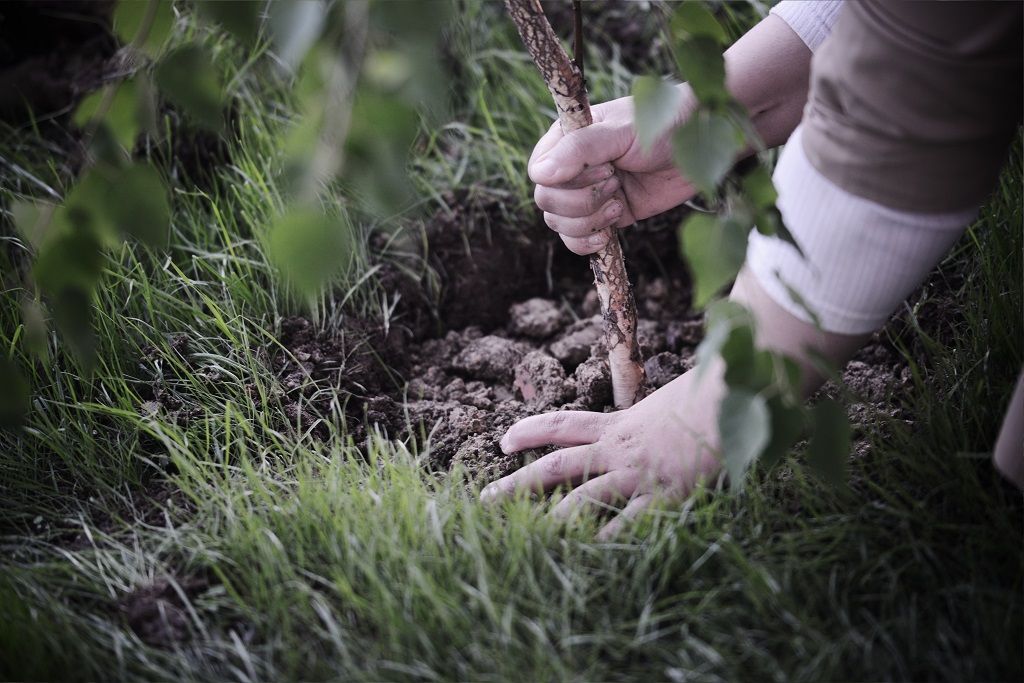 Hands,Planting,A,Tree