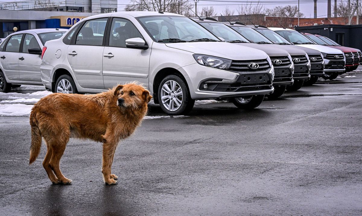 A dog stands in front of Lada automobiles at the parking lot of a Lada car dealership in Tolyatti, also known as Togliatti, on April 1, 2022. - For generations the Russian city of Tolyatti has been synonomous with the maker of one of the country's best-known brands -- the Lada automobile. But with the West piling sanctions on Russia over its military action in Ukraine, Tolyatti and the workers of Avtovaz are bracing for tough times. (Photo by Yuri KADOBNOV / AFP)