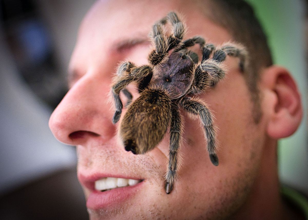 A Chilean rose tarantula (Grammostola rosea) rests on the face of a visitor at a giant spiders and insects exhibition in Hanover, northern Germany, on November 23, 2019. (Photo by Peter Steffen / dpa / AFP) / Germany OUT