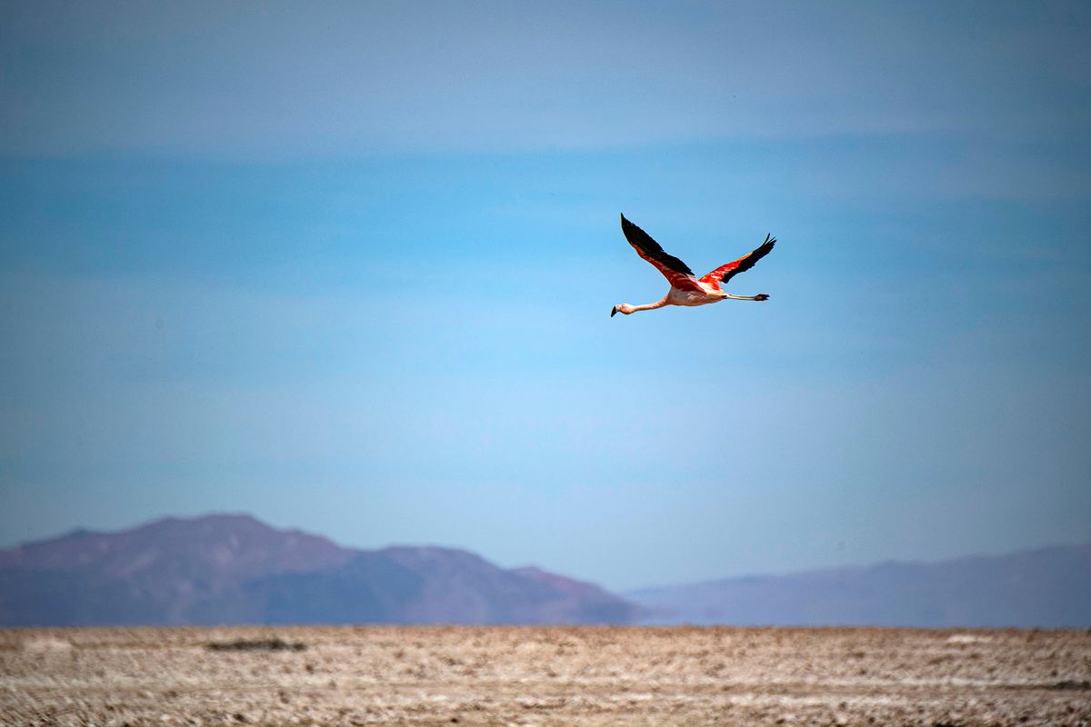 A Chilean flamingo overflies the Chaxa Lake at the Salt Flat of Atacama, Los Flamencos national reserve, in San Pedro de Atacama, Chile, on May 18, 2022. (Photo by MARTIN BERNETTI / AFP)