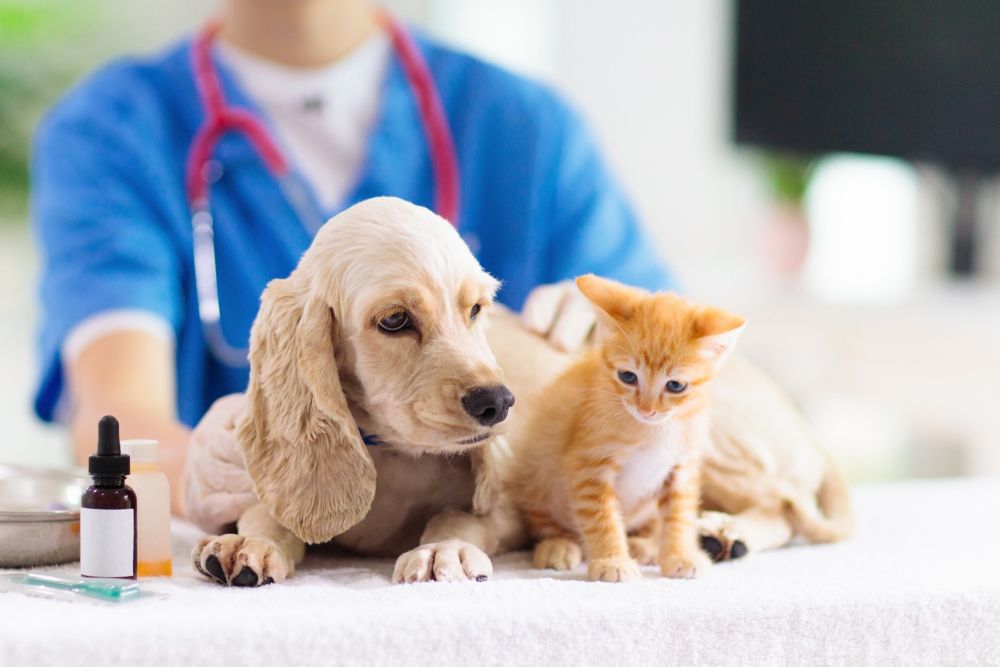 Vet,Examining,Dog,And,Cat.,Puppy,And,Kitten,At,Veterinarian