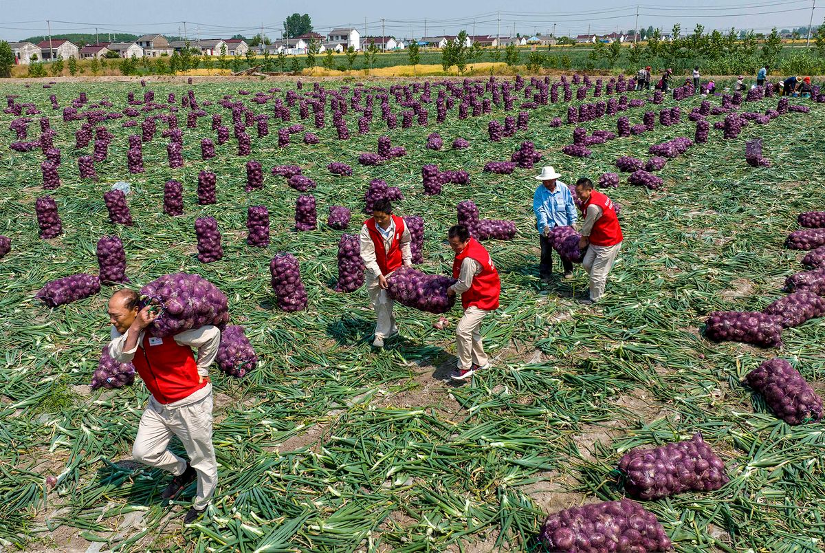 Farmers carry bags of onions in a field in Taizhou in China's eastern Shandong province on May 23, 2022. (Photo by AFP) / China OUT