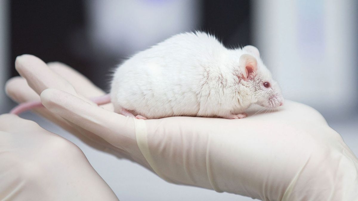 A research assistant holds a mouse in her hand in the laboratory of the Central Institute for Animal Experiments (ZTE) of the Medical Faculty of the University of Muenster in Muenster, Germany, 24 November 2017. Animal experiments are conducted for research purposes at the faculty. Photo: Friso Gentsch/dpa (Photo by FRISO GENTSCH / DPA / dpa Picture-Alliance via AFP)