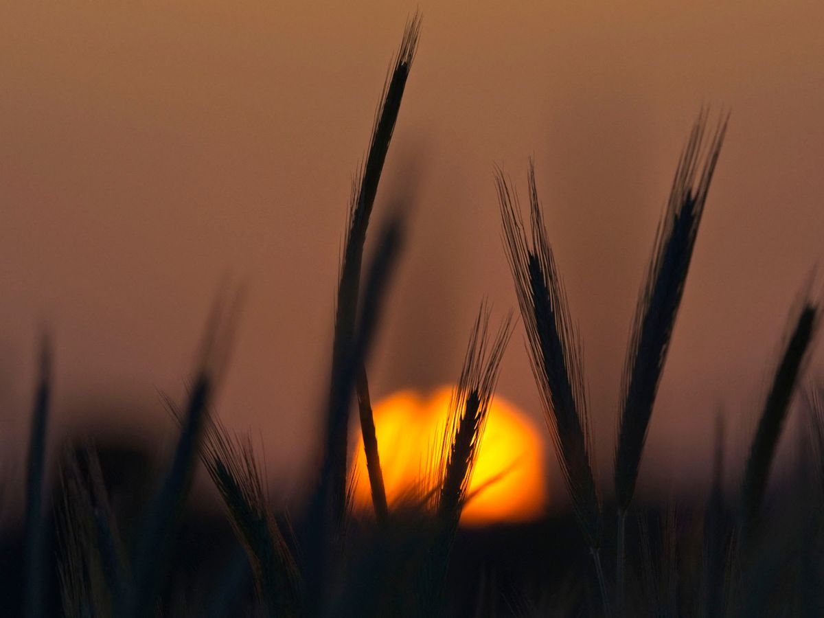 The sun sets over a wheat field  in Montlouis-sur-Loire, central France on May 15, 2022. (Photo by GUILLAUME SOUVANT / AFP)