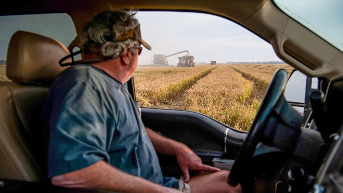 A Rice Harvest As USDA Increases Production Outlook