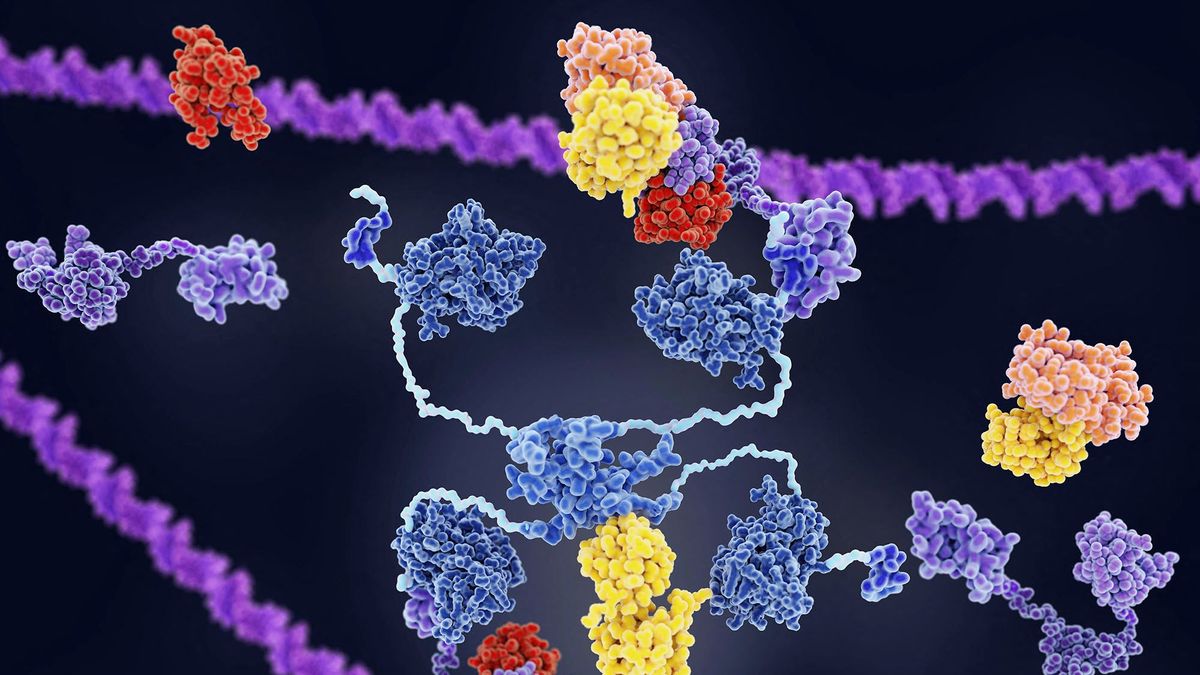 MDM2 and tumour suppressor p53, illustration. Computer illustration showing MDM2 (mouse double minute 2 homolog, violet) bound to tumour protein p53 (blue), tagged with ubiquitin (yellow). p53 prevents cancer formation by acting as a tumour suppressor. It binds to the DNA (deoxyribonucleic acid) of cancerous cells and triggers self-destruction of that cell. MDM2 binds to p53, preventing it from binding to DNA and blocking its ability to destroy tumour cells. Several human tumour types have been shown to have increased levels of Mdm2. Therefore, MDM2 is being investigated as a potential target for cancer therapies. (Photo by JUAN GAERTNER/SCIENCE PHOTO LIBR / JGT / Science Photo Library via AFP)
