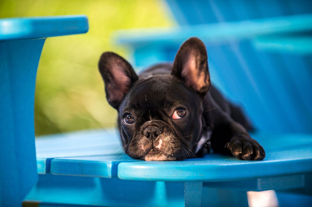 Portrait of French Bulldog puppy, lying on chair (Photo by Kathy Cacicedo / Image Source / Image Source via AFP)