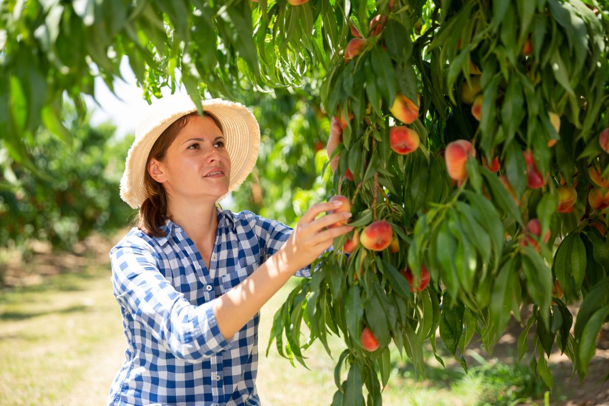 Woman,Farmer,Picking,Harvest,Of,Peaches,From,Tree,In,Garden