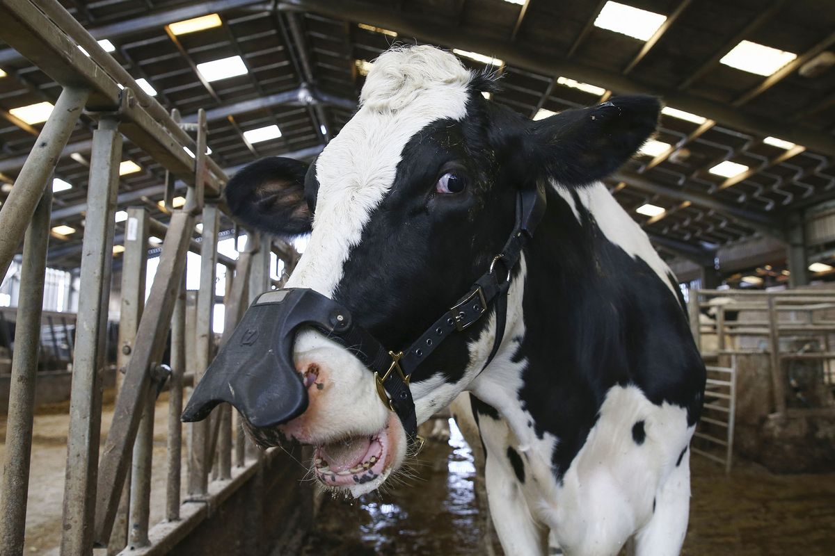 1210638862 A dairy cow fitted with a wearable methane reducing mask, developed by Zelp Ltd., stands in a barn at a farm in Hertfordshire, U.K., on Friday, Feb. 21, 2020. Zelp, short for Zero Emissions Livestock Project, a U.K.-based startup developing a wearable device for cows that may be able to reduce their methane emissions by up to 60%. Photographer: Hollie Adams/Bloomberg via Getty Images