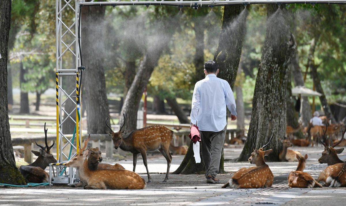 A crowd of deer rest in the shade and expose to mist spray to avoid a heatwave in Nara Park, Nara Prefecture on Aug. 26, 2020. The Japan Meteorological Agency says that it is expected to rise over 35 degrees celsius, an extremely hot during the day.  (The Yomiuri Shimbun) (Photo by Taketo Oishi / Yomiuri / The Yomiuri Shimbun via AFP)