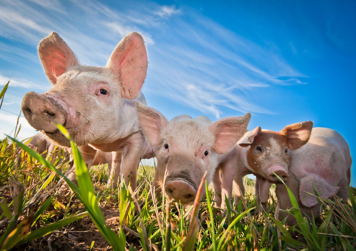 sertéspestis vakcina Three pigs malacok on a pigfarm in Dalarna, Sweden