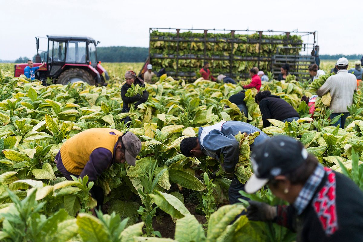 Ófehértó, 2015. október 7. Romániából érkezett mezőgazdasági idénymunkások törik a dohányt a Szabolcs-Szatmár-Bereg megyei Ófehértó határában 2015. október 6-án. A befejezéséhez közeledő dohányszezonban Európa egyik legnagyobb dohánytermesztő településén húsz-huszonöt romániai vendégmunkás dolgozott folyamatosan a Fejértó Szövetkezetnél, mert a hazai munkaerőpiacról nem sikerült a napi öt-kilencezer forintos munkabérért idénymunkást találniuk. MTI Fotó: Balázs Attila