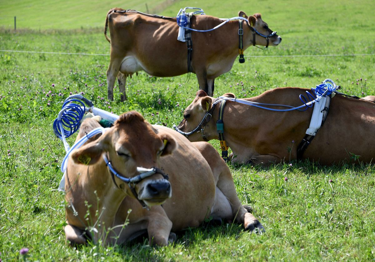 22 August 2019, Schleswig-Holstein, Noer: Cows lie and stand on a pasture of the Lindhof sample with measuring instruments on their backs. The ruminants produce methane, a climate-damaging greenhouse gas. Researchers at the University of Kiel want to reduce methane production by using a mixture of herbs. In return, they tie the livestock to a belt of experimental material. Photo: Carsten Rehder/dpa (Photo by CARSTEN REHDER / DPA / dpa Picture-Alliance via AFP)