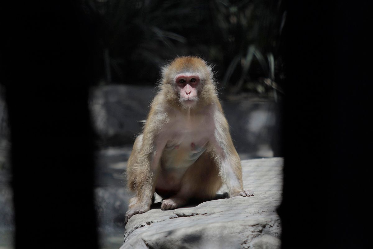 A monkey inside a cage at Chapultepec Zoo in Mexico City.This weekend, Hugo Lopez-Gatell Ramirez, Mexico's Undersecretary of Prevention and Health Promotion, confirmed the first imported case of smallpox in the country. The case is a 50-year-old man, a permanent resident of New York City, who was probably infected in the Netherlands and is being treated in Mexico City. (Photo by Gerardo Vieyra/NurPhoto) (Photo by Gerardo Vieyra / NurPhoto / NurPhoto via AFP)