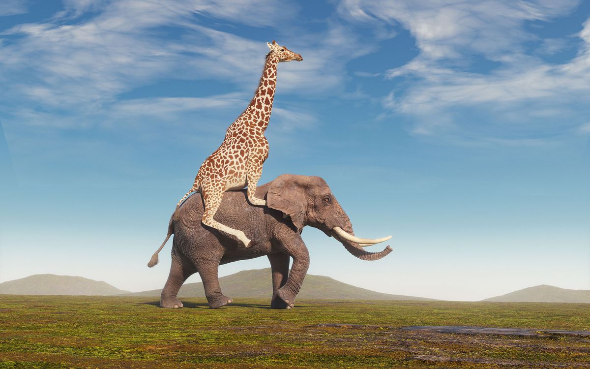 Giraffe,Riding,An,Elephant,On,Field.,Friendship,And,Cooperation,Concept.