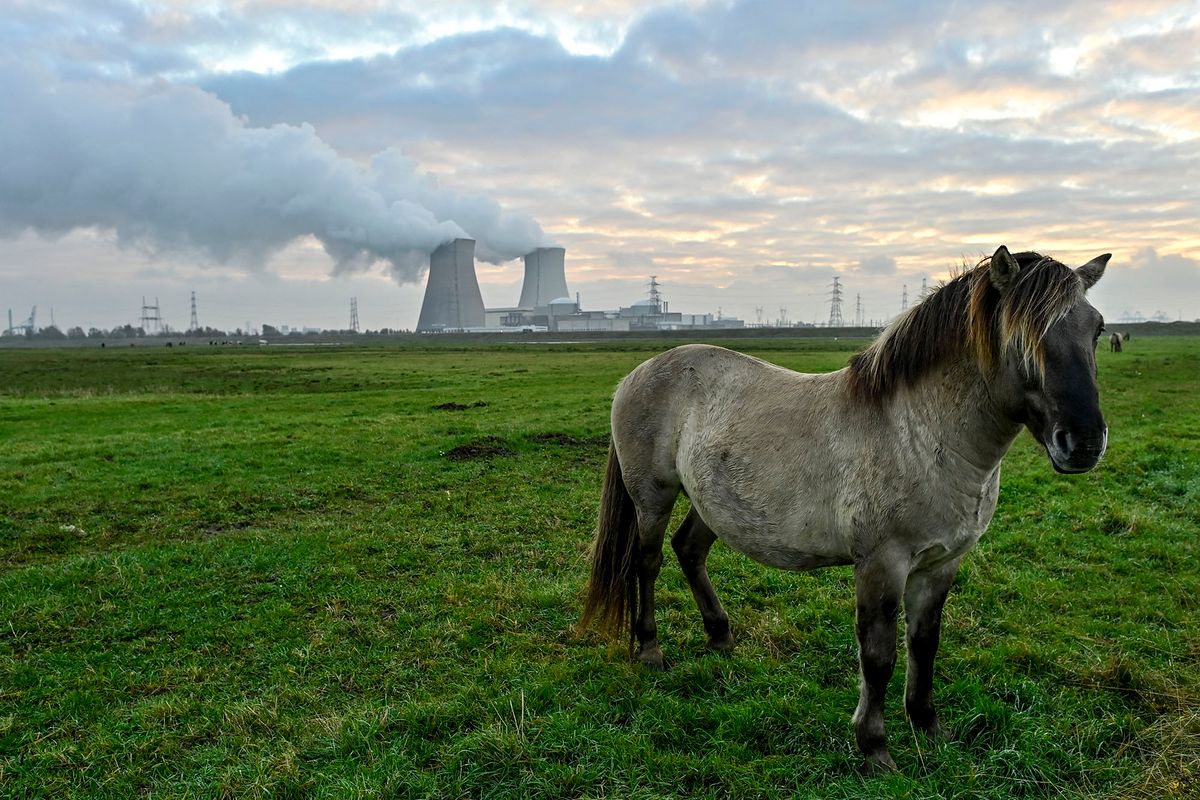 Illustration picture shows a horse in a meadow near the Doel nuclear power plant, Tuesday 24 November 2020, in Doel, Beveren. BELGA PHOTO DIRK WAEM (Photo by DIRK WAEM / BELGA MAG / Belga via AFP)