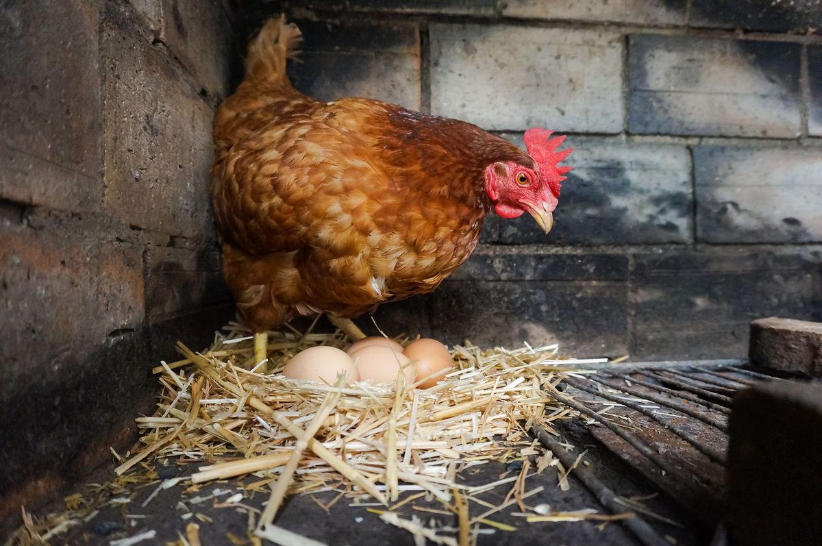 A red laying hen watches after her eggs, gently spawned in a comfortable nest made of dry straw inside a brick henhouse, in the free range of an organic farm in Midi-Pyrénées, Southern France
