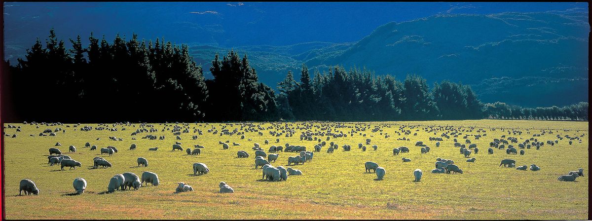 NEW ZEALAND, SHEEPS (Photo by JEAN-LUC ALLEGRE / ONLY WORLD / Only France via AFP)