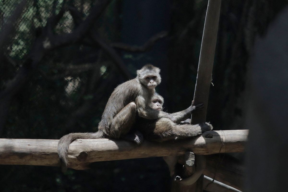 Two monkeys on a branch inside the Chapultepec Zoo in Mexico City.This weekend, Hugo Lopez-Gatell Ramirez, Mexico's Undersecretary of Prevention and Health Promotion, confirmed the first imported case of smallpox in the country. The case is a 50-year-old man, a permanent resident of New York City, who was probably infected in the Netherlands and is being treated in Mexico City. (Photo by Gerardo Vieyra/NurPhoto) (Photo by Gerardo Vieyra / NurPhoto / NurPhoto via AFP)