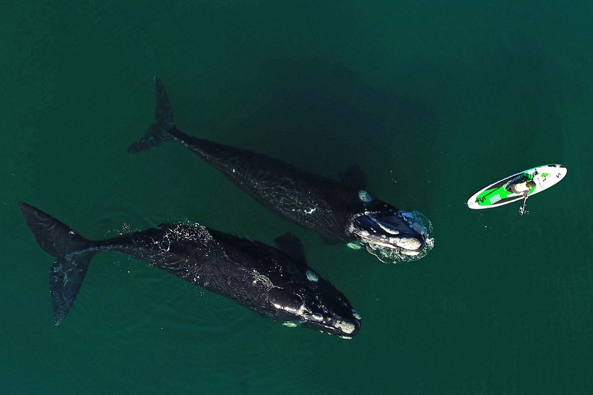 TOPSHOT - Photo released by Telam news agency of an aerial view of southern right whales (Eubalaena australis) swimming near a woman practicing standup paddleboarding in Nuevo Gulf, off the coast of Puerto Madryn, Chubut province, Argentina, on August 31, 2021. (Photo by MAXI JONAS / TELAM / AFP) / - Argentina OUT / RESTRICTED TO EDITORIAL USE - MANDATORY CREDIT "AFP PHOTO / TELAM / MAXI JONAS " - NO MARKETING NO ADVERTISING CAMPAIGNS - DISTRIBUTED AS A SERVICE TO CLIENTS