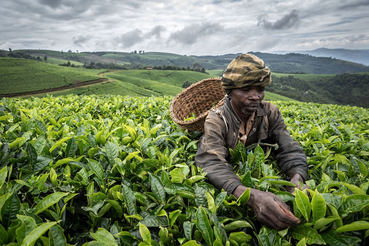 A farmer picks tea leaves in a tea plantation in Gisakura, southwestern Rwanda, on May 5, 2022. - Rwanda's tea sector has seen a 7% rise in revenue earnings in 2021 as compared to 2020 according to the National Agriculture Board. In 2020 over 34,4 tons of tea were exported for around 90 million us dollars. (Photo by Simon WOHLFAHRT / AFP)