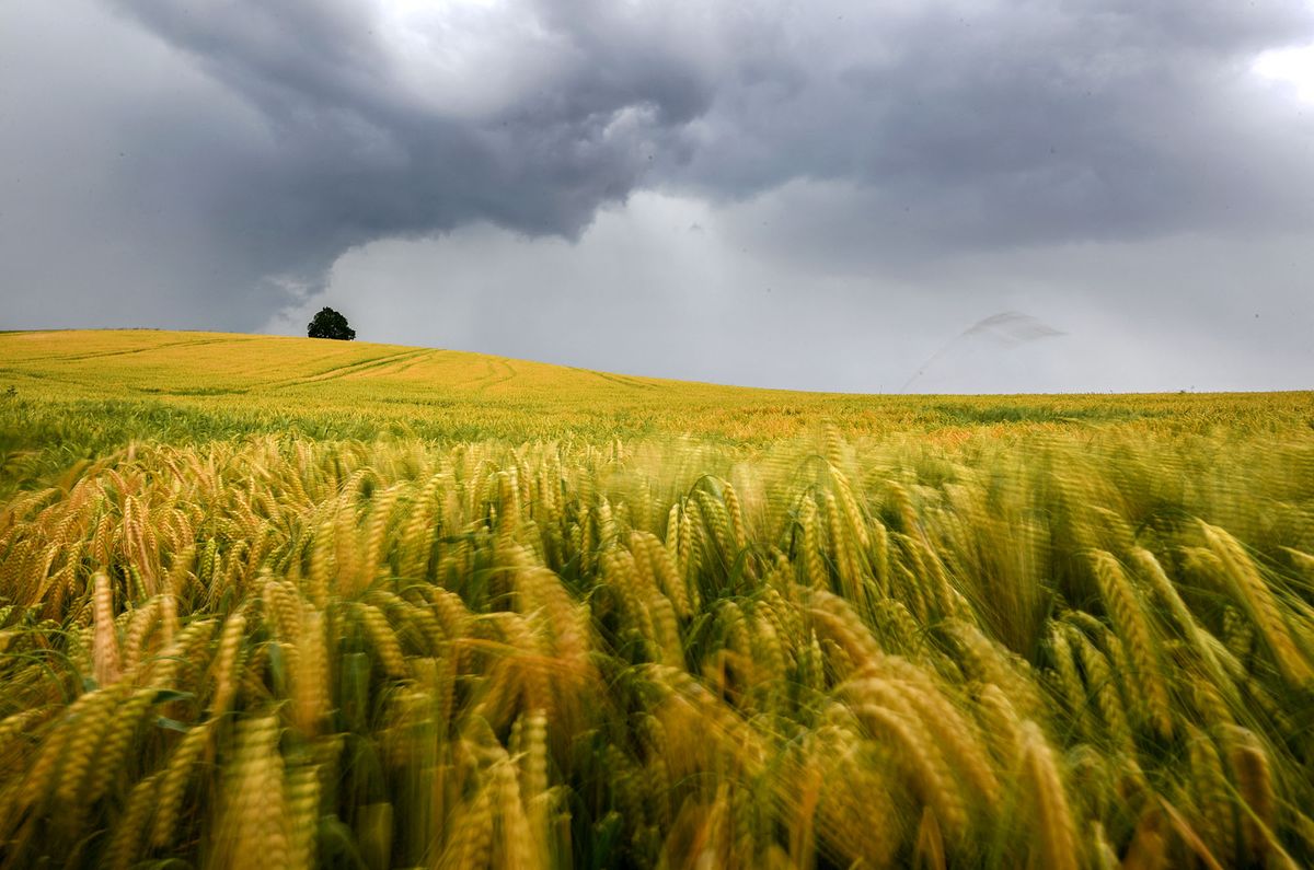 Dark clouds hang over a grain field in Gornhofen near Ravensburg, southern Germany, on June 8, 2018. (Photo by Felix K‰stle / dpa / AFP) / Germany OUT