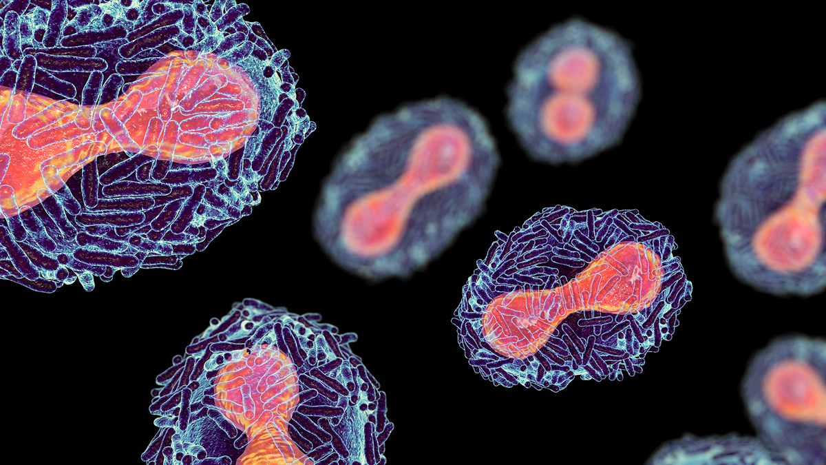 Monkeypox virus particles, illustration. Monkeypox virus is found near rainforests in Central and West Africa and causes disease in humans and monkeys, although its natural hosts are rodents. It is capable of human to human transmission. In humans it causes fever, swollen glands and a rash of fluid-filled blisters. It is fatal in 10 per cent of cases. The surface of the virus is covered with surface tubules (rod-shaped). (Photo by KATERYNA KON/SCIENCE PHOTO LIBRA / KKO / Science Photo Library via AFP)