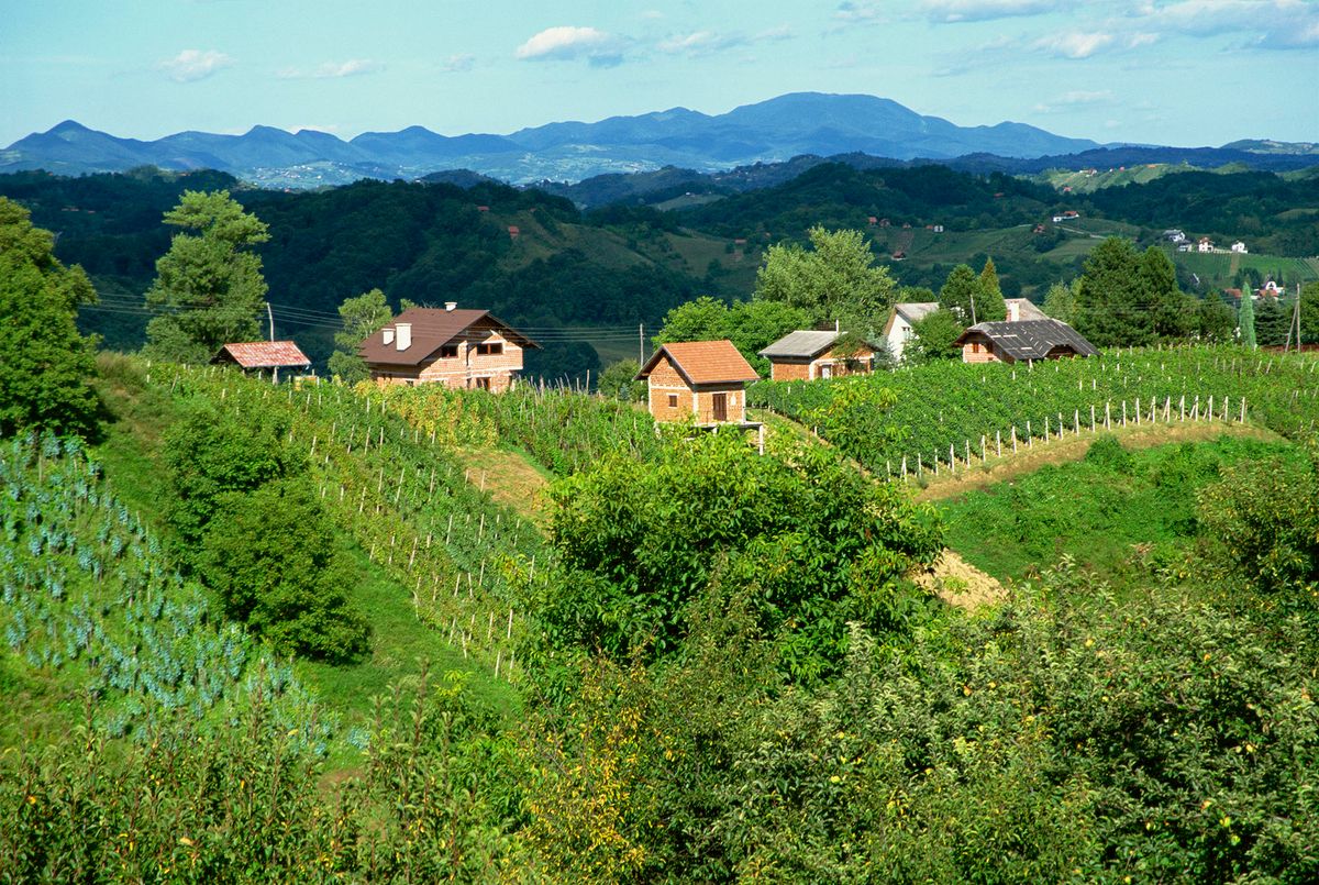 Vineyards below small houses, with hills in the background in the Zagorje region of Croatia, Europe (Photo by Ken Gillham / Robert Harding Heritage / robertharding via AFP)