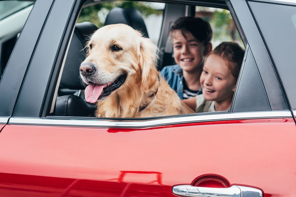 Happy,Kids,Sitting,On,Backseats,In,Car,With,Dog