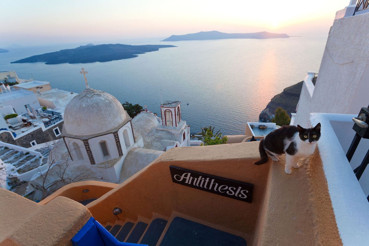 [Santorini, Greece] Cat, church & Fira town at sunset, Fira, Santorini, Cyclades Islands, Greece (Photo by Mint Images / Mint Images / Mint Images via AFP)