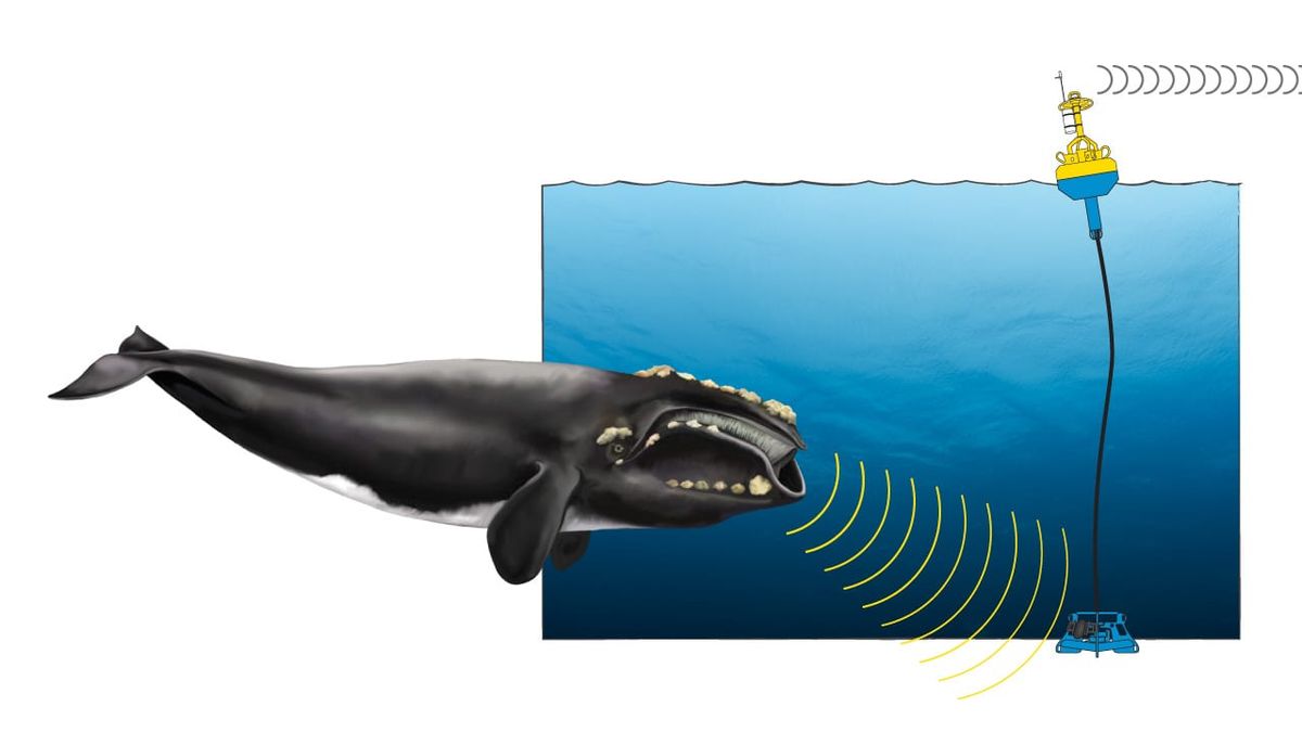 A Woods Hole Oceanographic Institution egyik laborja által megalkotott technológiának köszönhetően a bóják és víz alatti műszereket valós időben rögzítik a bálnahangokat. Mark Baumgartner, a az intézet tengeri ökológusa elmondta, hogy a robottechnológia által a tudósok, tengerészek, kutatók is könnyen nyerhetnek információkat a bálnák mozgásáról. 