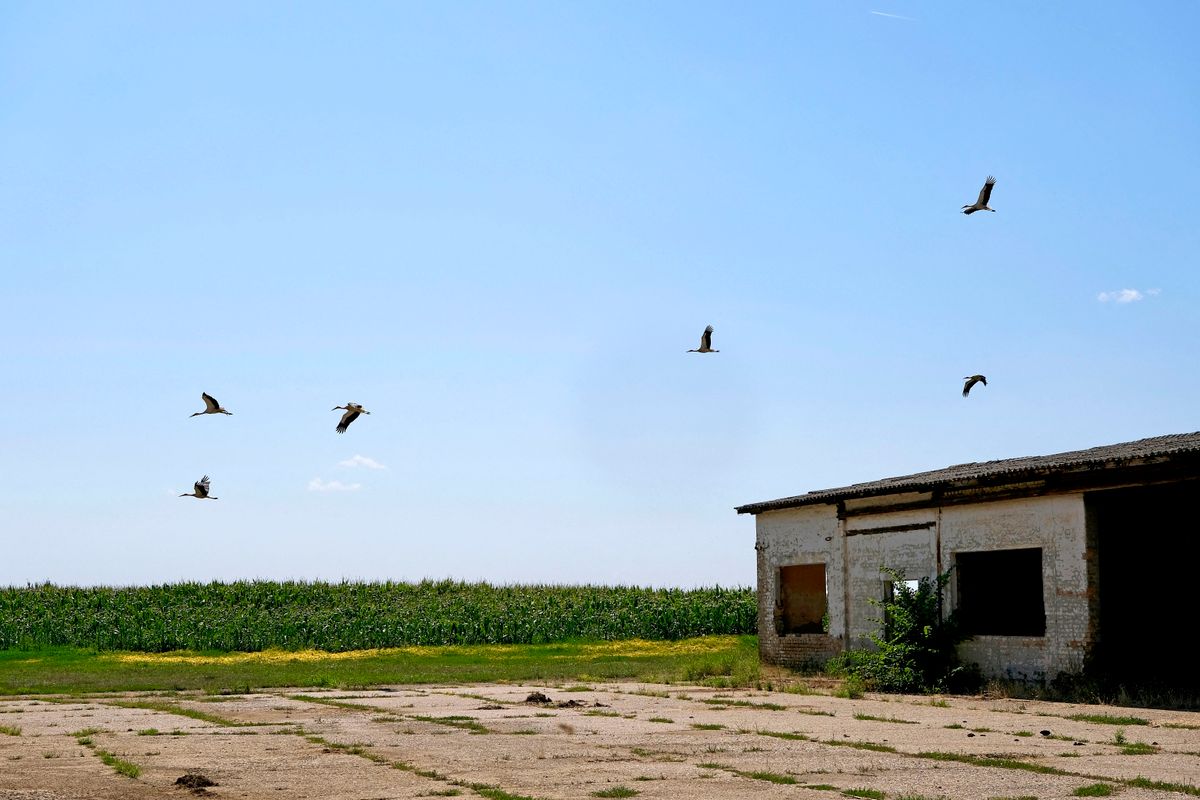 Croatia slavonia ovcara stork flight around ovcara farms where vukovar massacre took