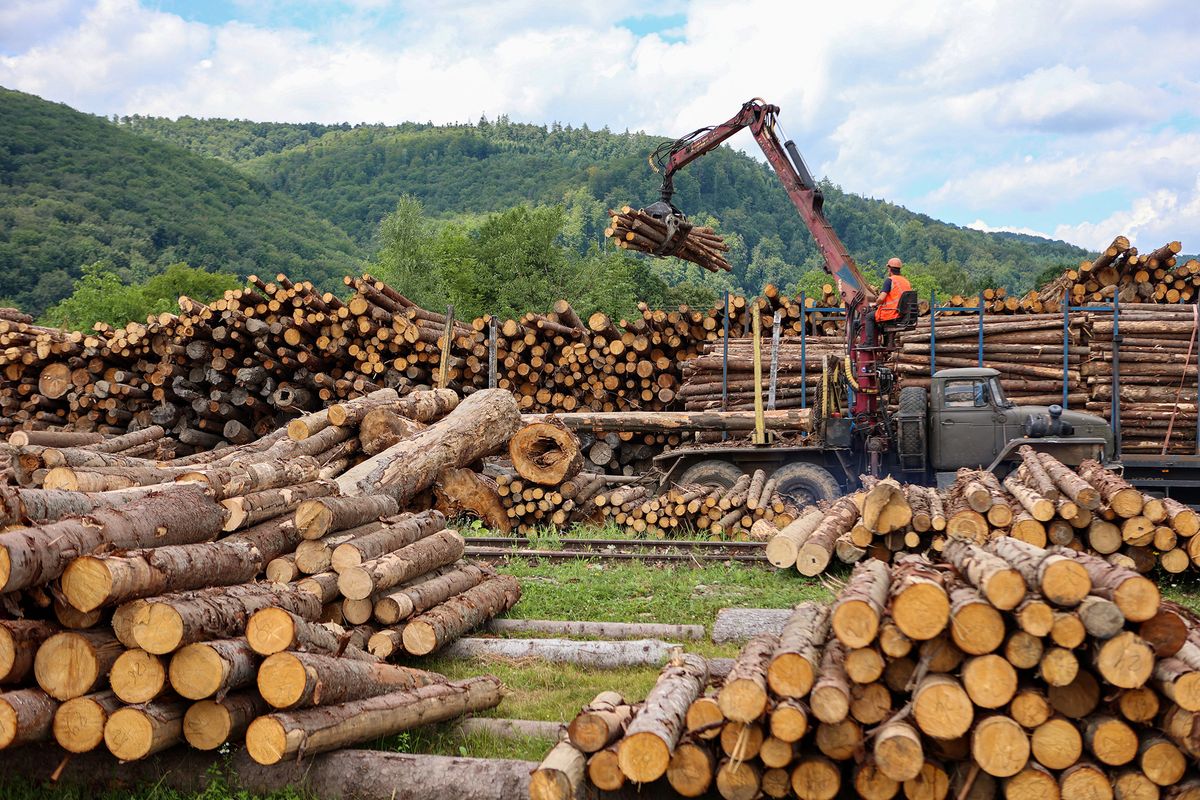 Logging in Ivano-Frankivsk Region