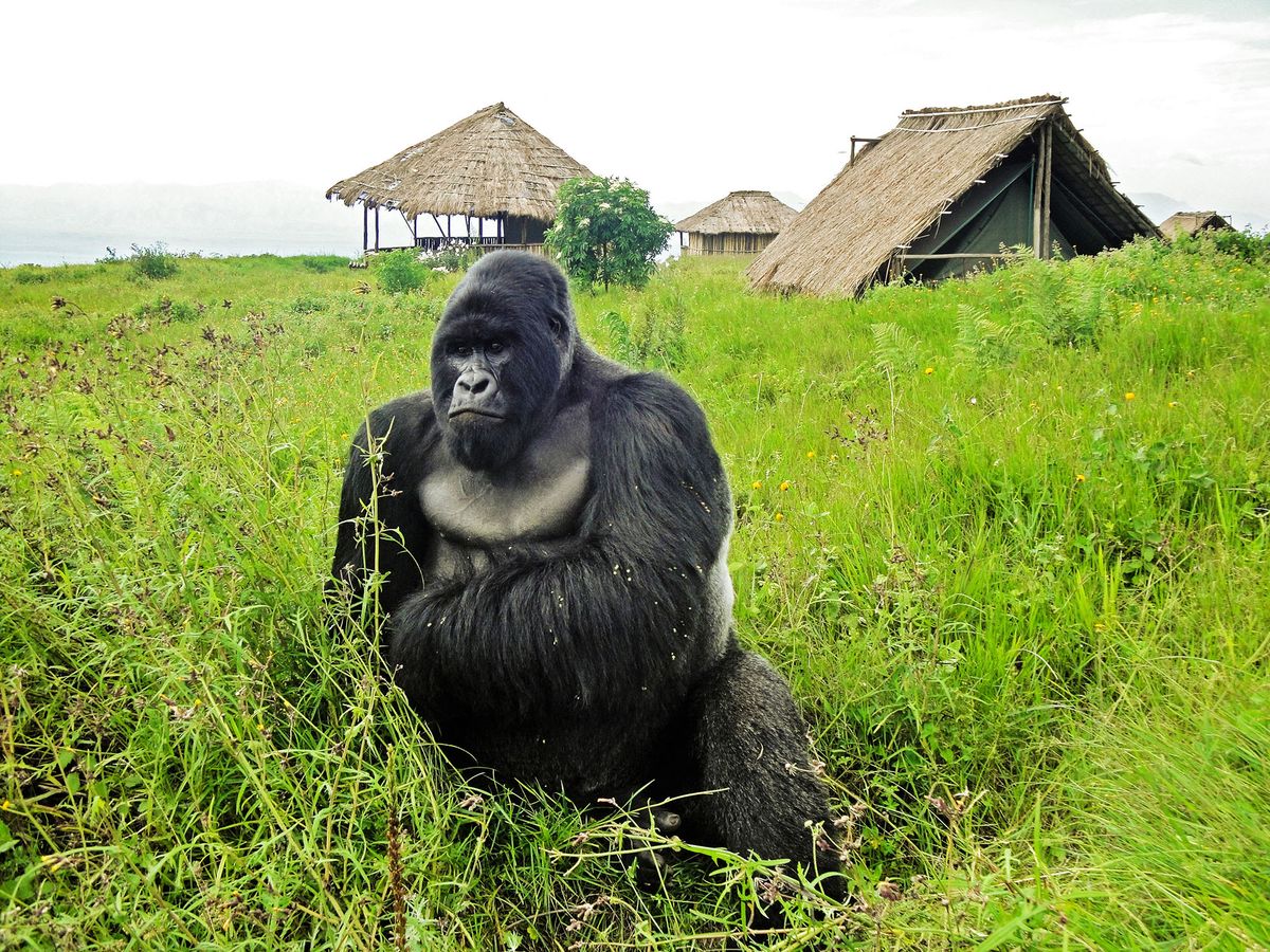 A mountain gorilla from the Kabirizi family at Virunga National Park sits quietly in some bushes on April 7, 2011 waiting for the rain to stop. Virunga National Park is the oldest national park in Africa and a World Heritage Site. It is is home to more than a quarter of the worldís remaining 790 critically endangered mountain gorillas. Seven of the eight volcanoes in the Virunga range lie within the park, including Nyiragongo, one of the most beautiful and active volcanoes in the world. To the north stand the snow-capped majestic Rwenzori Mountains, over 5000 meters high. AFP PHOTO / VIRUNGA NATIONAL PARK / LuAnne CaddRESTRICTED TO EDITORIAL USE - MANDATORY CREDIT "AFP PHOTO / VIRUNGA NATIONAL PARK / LuAnne Cadd" - NO MARKETING NO ADVERTISING CAMPAIGNS - DISTRIBUTED AS A SERVICE TO CLIENTS (Photo by LuAnne Cadd / Virunga National Park / AFP)