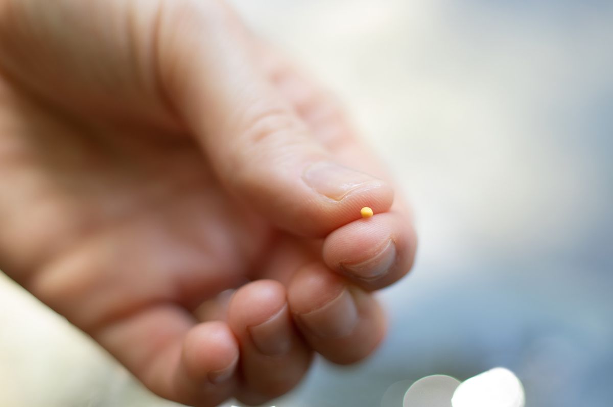 Close up of Christian woman holding the mustard seed in fingers with blurred background. Strong faith in God and Jesus Christ. Believe and be faithful always. The biblical concept of faith, hope, love.