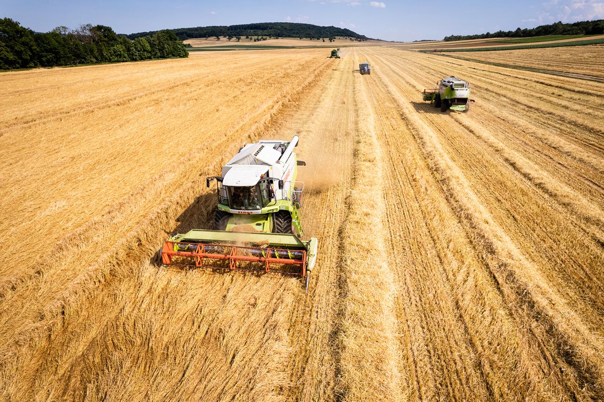 20220704 OlaszfaluIllusztrációA falu hátárban zajlik az aratás.Fotó: Pesthy Márton PM Veszprém Megyei NaplóKépen: Claas Dominator A 540 C típusú arató-cséplő gép munka közben