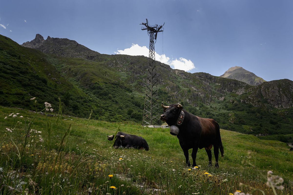 A picture taken on June 20, 2022 above Bourg-Saint-Pierre shows cows next to a rusty gondola lift mast above the departure station of Super Saint-Bernard ski resort above Bourg-Saint-Pierre. - The lifts at the once bustling Super Saint-Bernard ski resort in Switzerland's southern Wallis canton, near the Italian border, have not run since 2010. In all, up to two million Swiss francs ($2.1 million) will be needed to dismantle the station. In recent years, shortages of snow and especially of money have seen many of Switzerland's smaller, local stations struggle to keep their lifts running. (Photo by Fabrice COFFRINI / AFP)