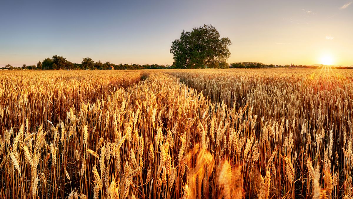 Wheat,Field.,Ears,Of,Golden,Wheat,Close,Up.,Beautiful,Rural gabona búza aratás búzamező