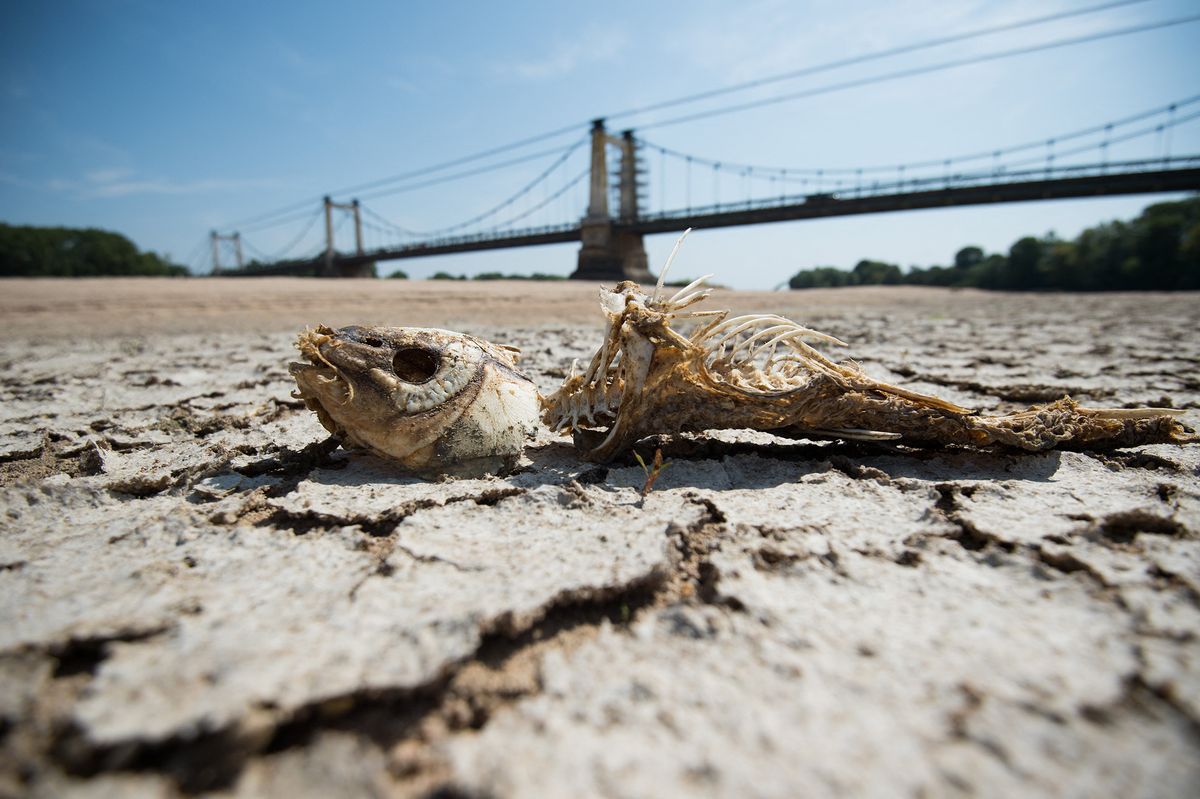 A fishbone lies on a dry part of the bed of the River Loire at Montjean-sur-Loire, western France on July 24, 2019, as drought conditions prevail over much of western Europe. - A new heatwave blasted into northern Europe that could set records in several countries, including France. (Photo by LOIC VENANCE / AFP) aszáj, szárazság, francia