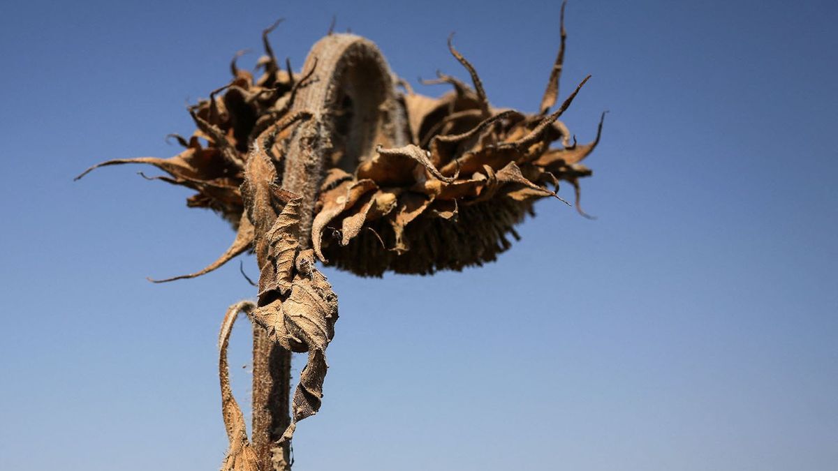 A dried sunflower wilts at the side of a field in the village of Balaceanca, Romania, some 10 km south of the capital, Bucharest, on August 4, 2015. The Romanian agriculture has been severely hit by the drought that has been affecting the country for the last two months, with losses up to two billion euros, as estimated by several farmers' associations. AFP PHOTO / ANDREI PUNGOVSCHI (Photo by ANDREI PUNGOVSCHI / AFP)