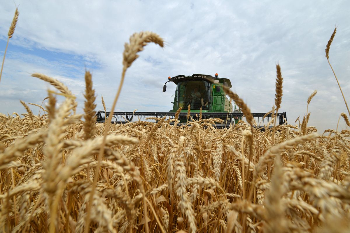 Farmers bring in the harvest with their combine harvesters on a wheat field in the southern Russian Stavropol region on July 9, 2014. AFP PHOTO / DANIL SEMYONOV (Photo by DANIL SEMYONOV / AFP)