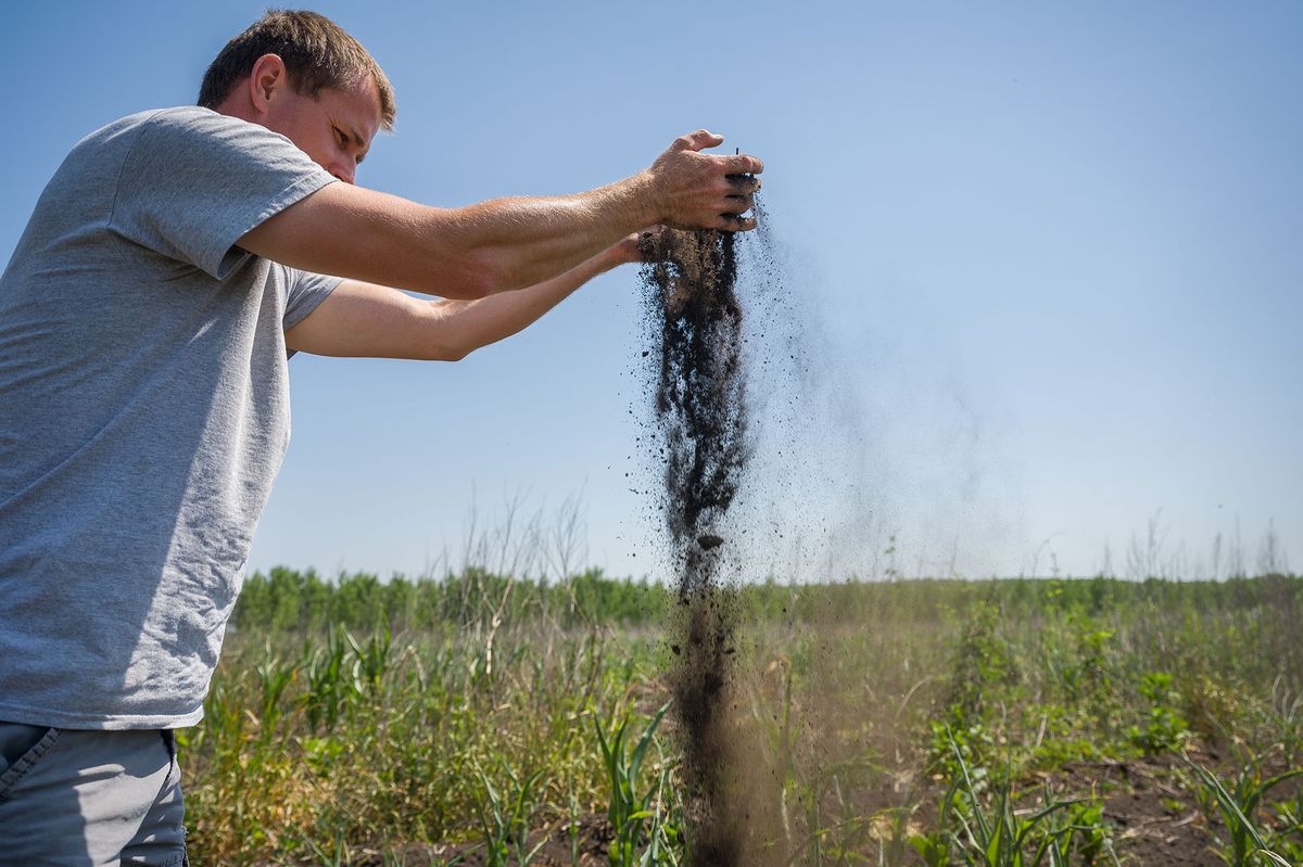 Aszály szárazság eső hiánya öntözés kukorica napraforgó termőföld Észak-Alföld 2022.07.01 fotó: Németh András Péter / Szabad Föld