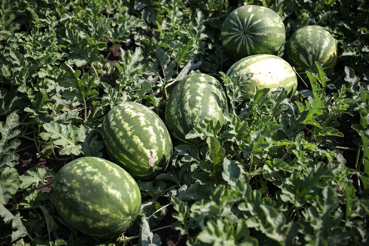 6600766 21.07.2021 Watermelons are pictured on a watermelon plantation at a farm, in Krasnodar region, Russia. Vitaly Timkiv / Sputnik (Photo by Vitaly Timkiv / Sputnik / Sputnik via AFP)